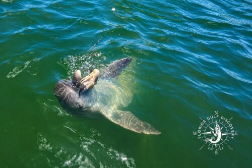 Playful bottlenose dolphin swimming upside down near Placida Trestle and Boca Grande Sandbar in Southwest Florida
