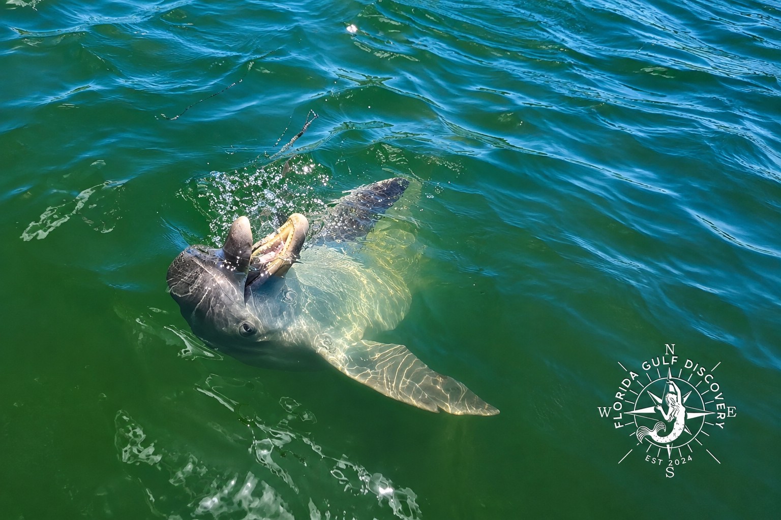 Playful bottlenose dolphin swimming upside down near the Placida Trestle and Boca Grande Sandbar in Southwest Florida