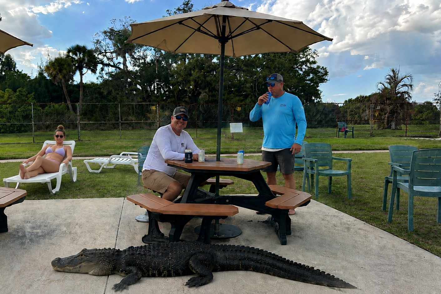 American alligator resting near the picnic area at Warm Mineral Springs Park in North Port, Florida.